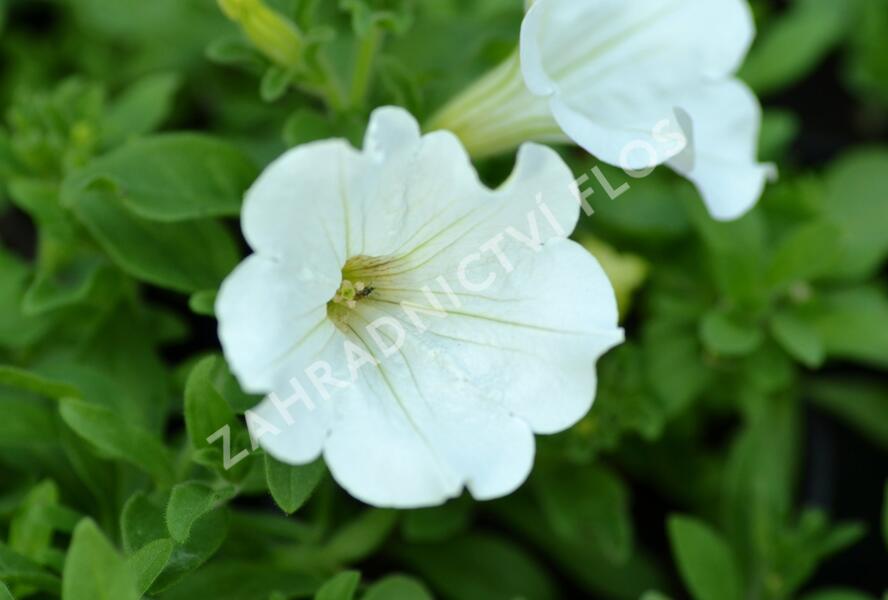 Petúnie, surfínie 'White' - Petunia hybrida Surfinia 'White'