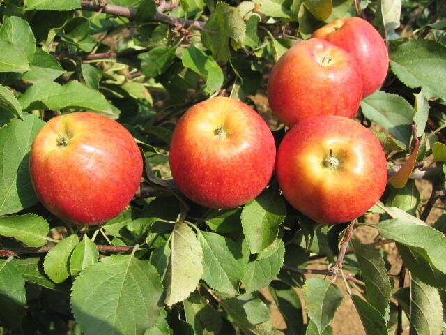 Jabloň zimní 'Gala' - Malus domestica 'Gala'