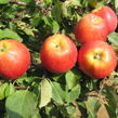 Jabloň zimní 'Gala' - Malus domestica 'Gala'