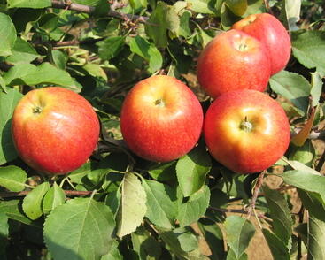 Jabloň zimní 'Gala'