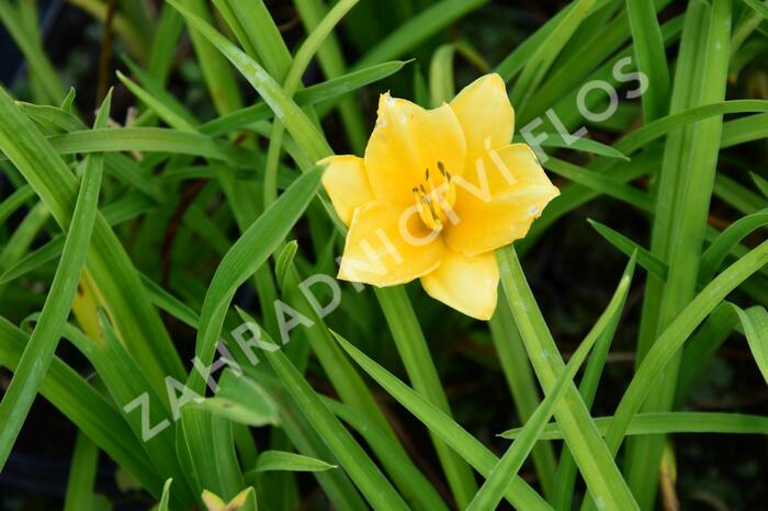 Denivka 'Queen Mix' - Hemerocallis 'Queen Mix'