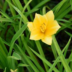 Denivka 'Queen Mix' - Hemerocallis 'Queen Mix'