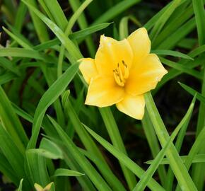 Denivka 'Queen Mix' - Hemerocallis 'Queen Mix'