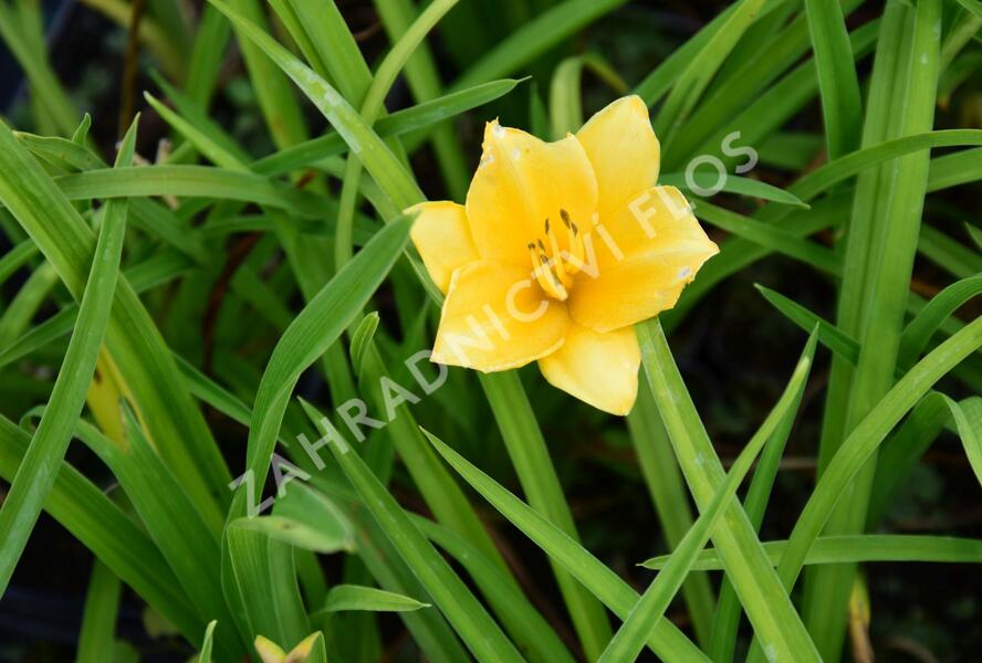 Denivka 'Queen Mix' - Hemerocallis 'Queen Mix'