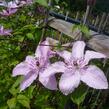 Plamének 'Hagley Hybrid' - Clematis 'Hagley Hybrid'