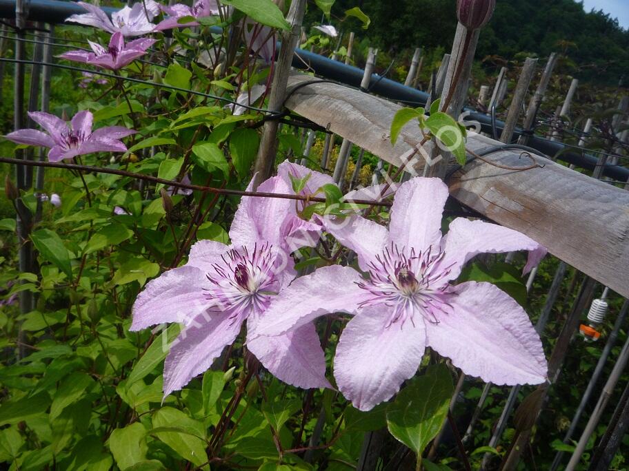 Plamének 'Hagley Hybrid' - Clematis 'Hagley Hybrid'