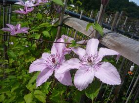 Plamének 'Hagley Hybrid' - Clematis 'Hagley Hybrid'