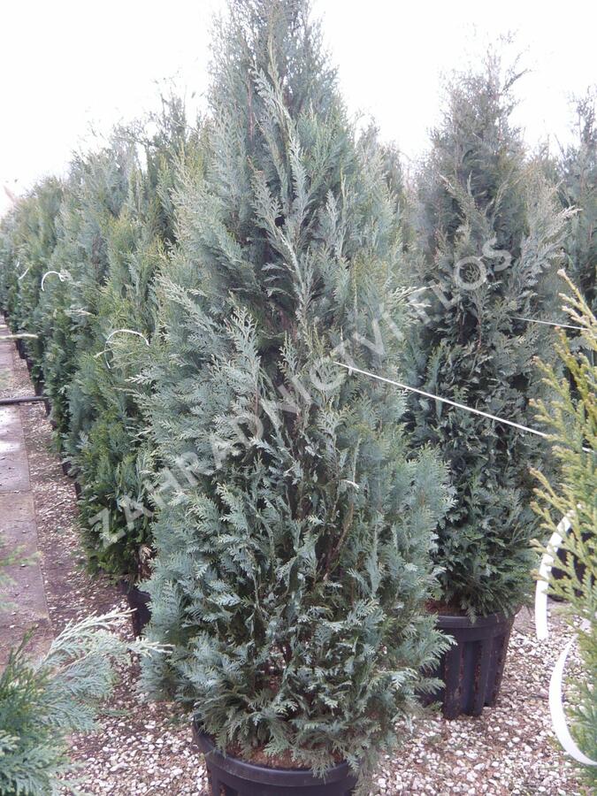 Cypřišek Lawsonův 'Columnaris Glauca' - Chamaecyparis lawsoniana 'Columnaris Glauca'