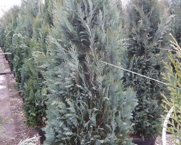 Cypřišek Lawsonův 'Columnaris Glauca'