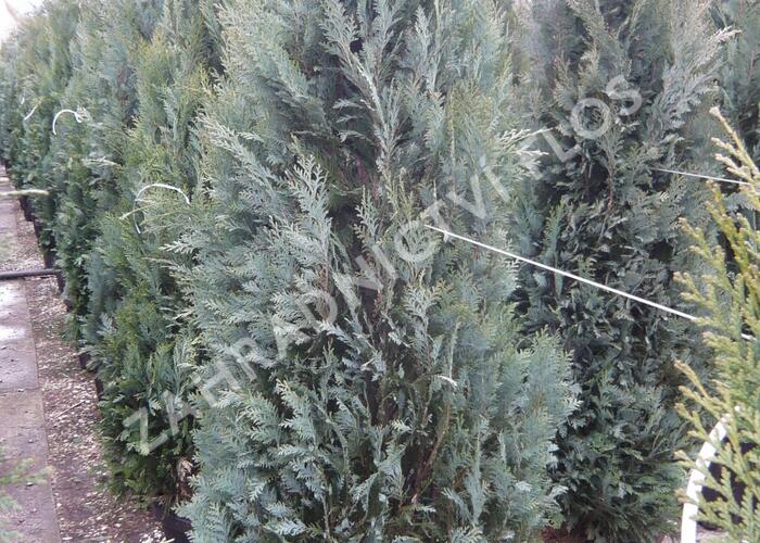 Cypřišek Lawsonův 'Columnaris Glauca' - Chamaecyparis lawsoniana 'Columnaris Glauca'