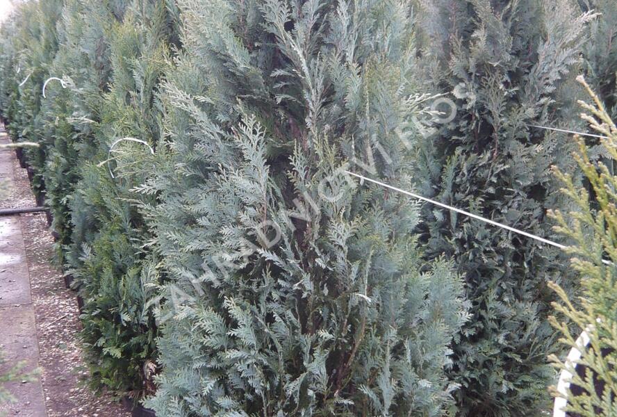 Cypřišek Lawsonův 'Columnaris Glauca' - Chamaecyparis lawsoniana 'Columnaris Glauca'
