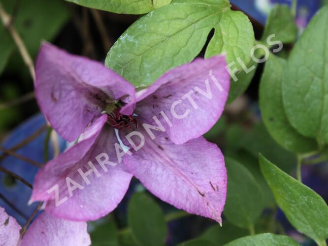 Plamének 'Barbara Jackman' - Clematis 'Barbara Jackman'