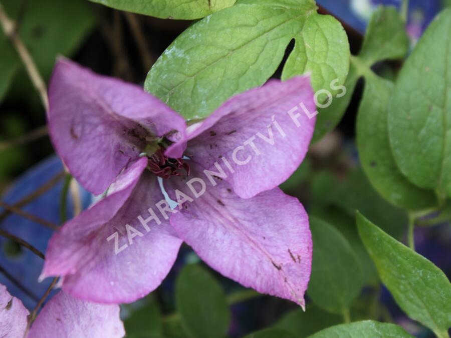 Plamének 'Barbara Jackman' - Clematis 'Barbara Jackman'