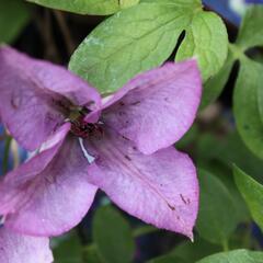 Plamének 'Barbara Jackman' - Clematis 'Barbara Jackman'