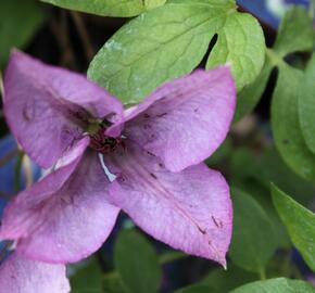 Plamének 'Barbara Jackman' - Clematis 'Barbara Jackman'