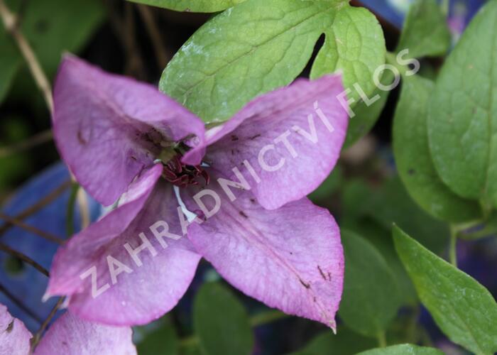 Plamének 'Barbara Jackman' - Clematis 'Barbara Jackman'