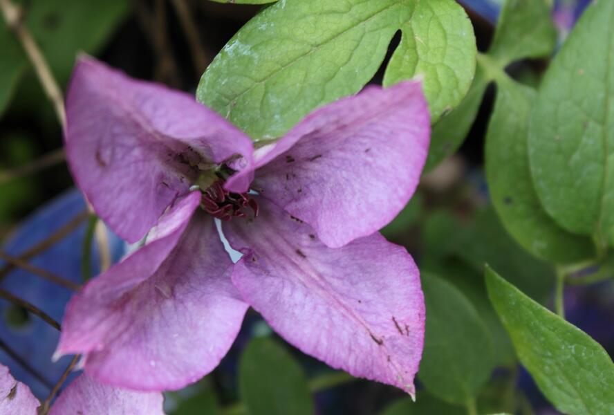 Plamének 'Barbara Jackman' - Clematis 'Barbara Jackman'