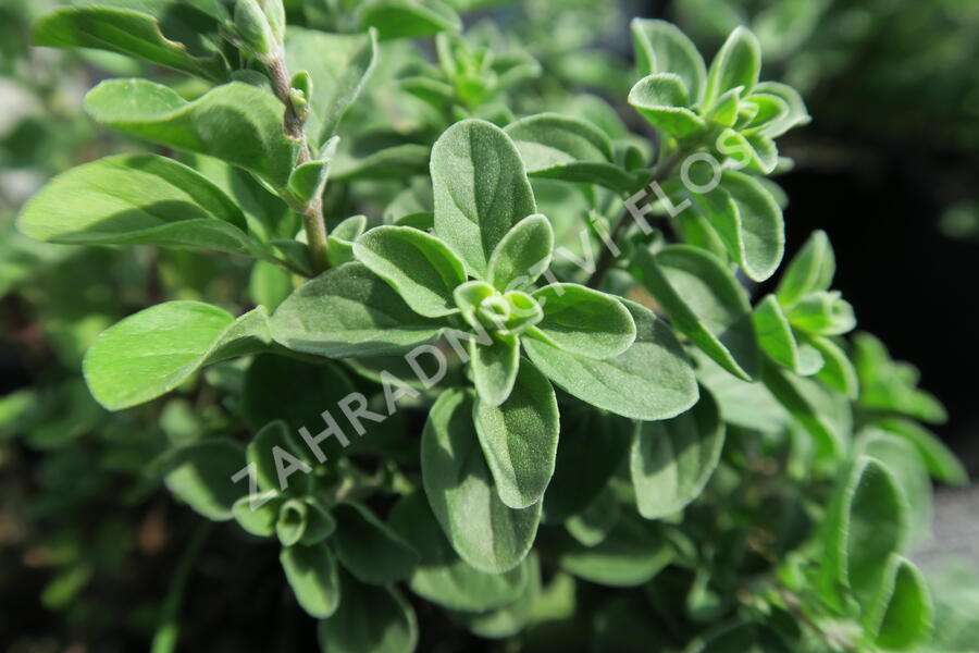 Majoránka zahradní 'Venezia' - Majorana hortensis 'Venezia'