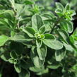 Majoránka zahradní 'Venezia' - Majorana hortensis 'Venezia'