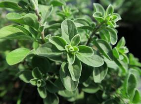 Majoránka zahradní 'Venezia' - Majorana hortensis 'Venezia'