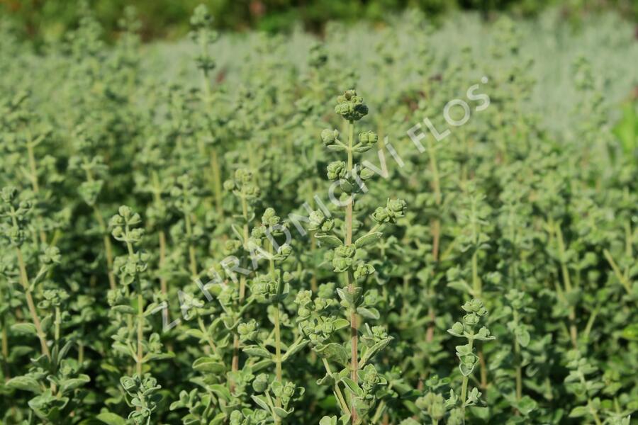Majoránka zahradní 'Venezia' - Majorana hortensis 'Venezia'
