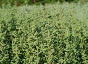 Majoránka zahradní 'Venezia' - Majorana hortensis 'Venezia'