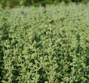 Majoránka zahradní 'Venezia' - Majorana hortensis 'Venezia'
