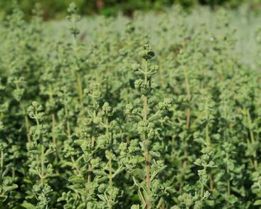 Majoránka zahradní 'Venezia'