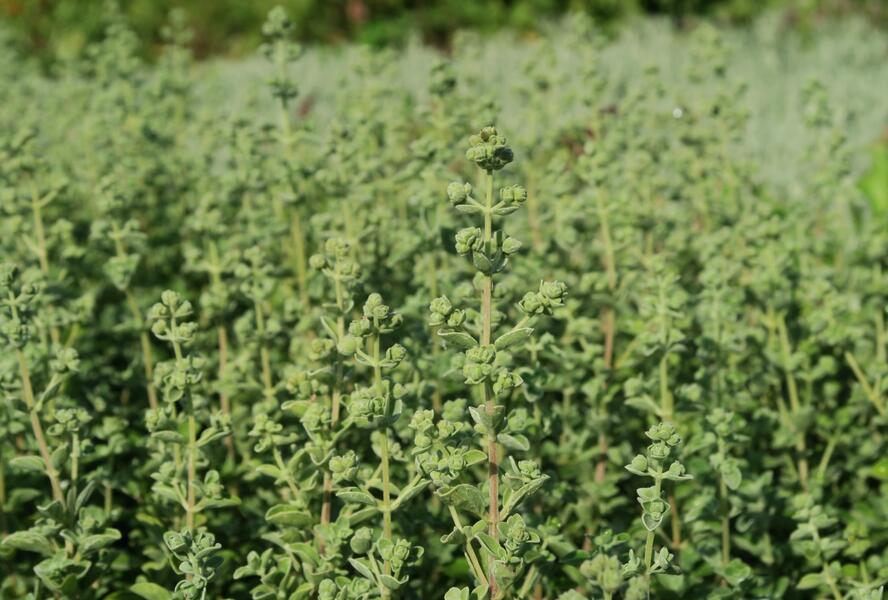 Majoránka zahradní 'Venezia' - Majorana hortensis 'Venezia'