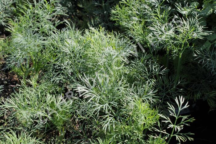 Kopr vonný 'Ella' - Anethum graveolens 'Ella'