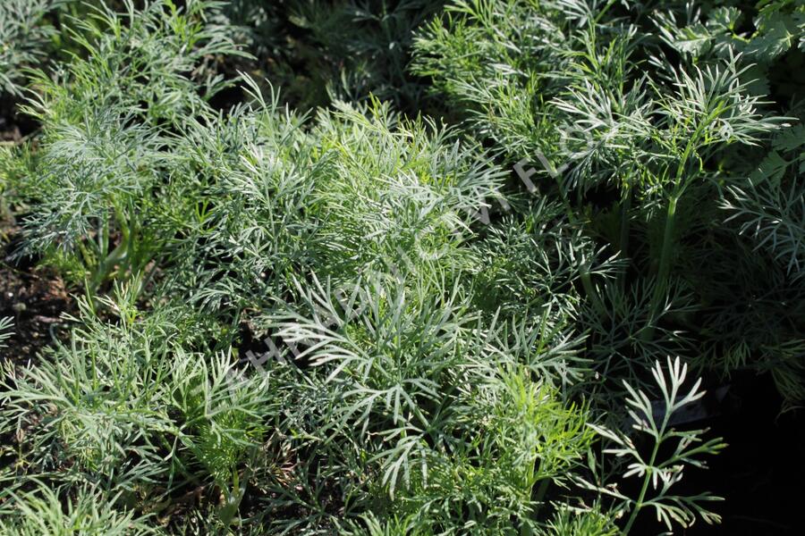 Kopr vonný 'Ella' - Anethum graveolens 'Ella'
