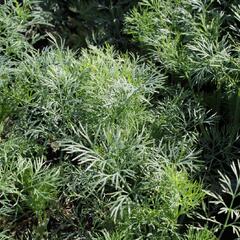 Kopr vonný 'Ella' - Anethum graveolens 'Ella'