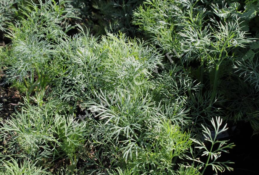 Kopr vonný 'Ella' - Anethum graveolens 'Ella'