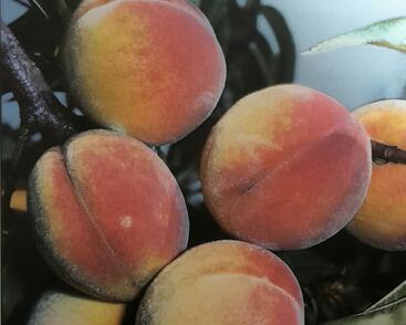 Broskvoň středně raná 'B. J. Elberta'