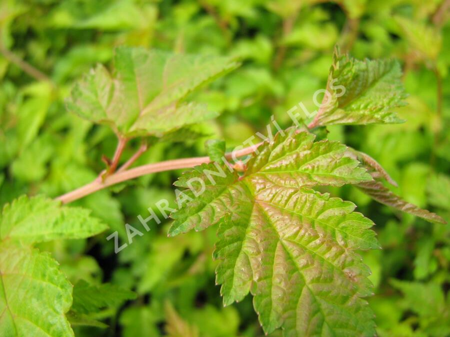 Korunatka klaná - Stephanandra incisa