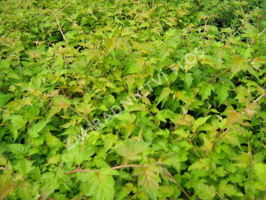 Korunatka klaná - Stephanandra incisa