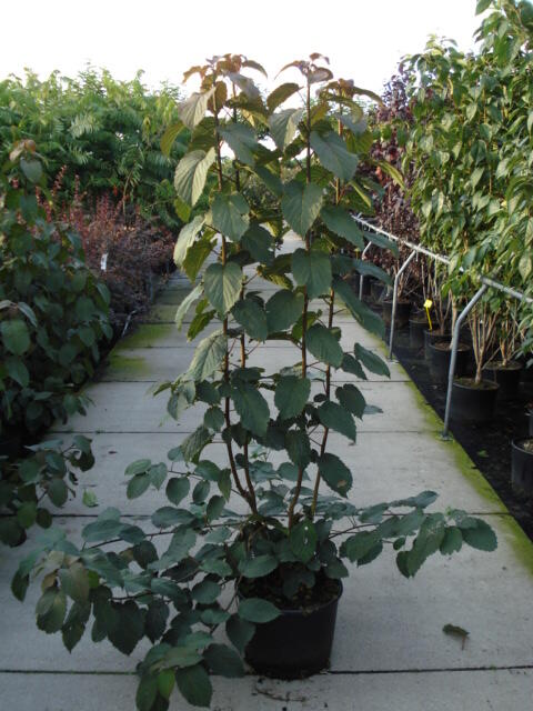 Davidie listenová 'Vilmoriniana' - Davidia involucrata 'Vilmoriniana'