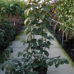 Davidie listenová 'Vilmoriniana' - Davidia involucrata 'Vilmoriniana'
