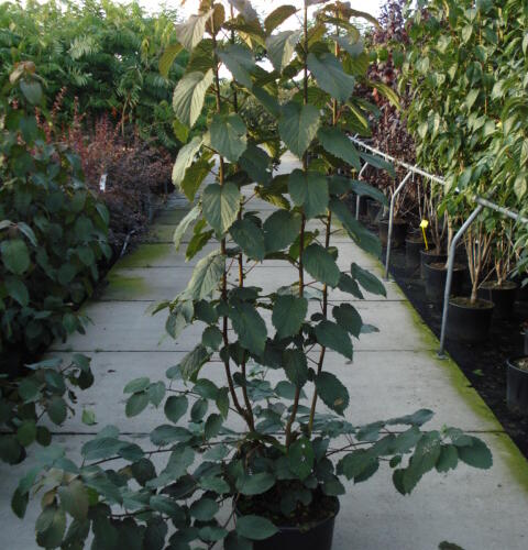 Davidie listenová 'Vilmoriniana' - Davidia involucrata 'Vilmoriniana'