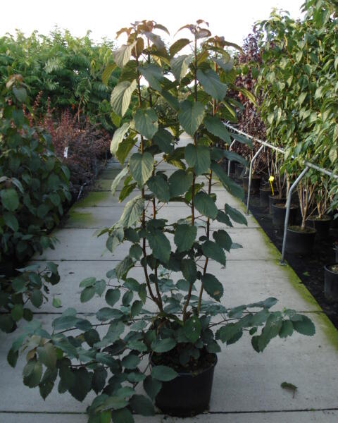 Davidie listenová 'Vilmoriniana' - Davidia involucrata 'Vilmoriniana'