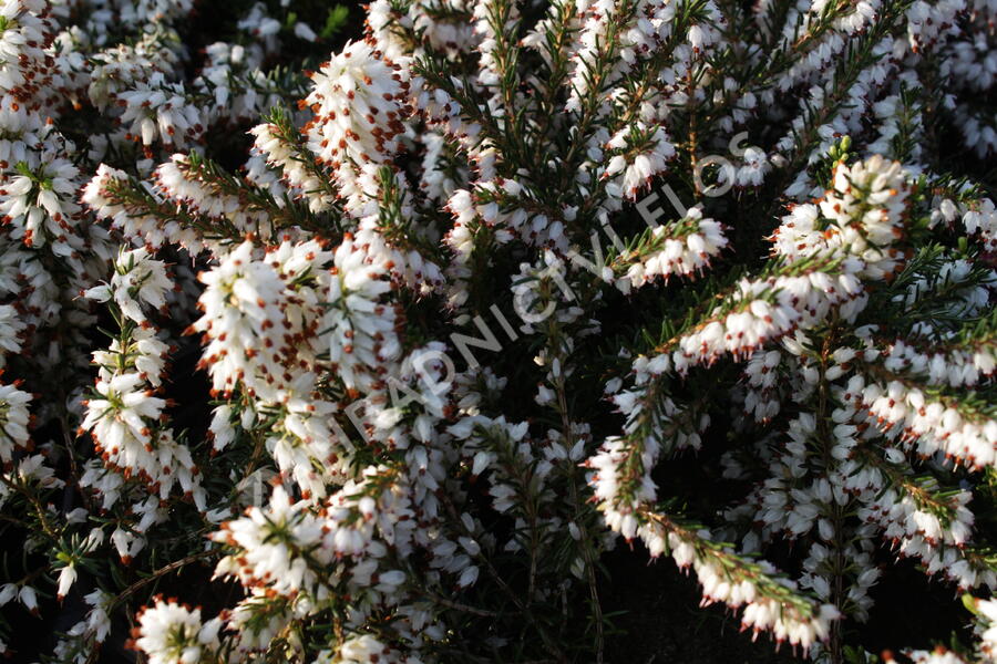 Vřesovec darlejský 'White Perfection' - Erica darleyensis 'White Perfection'