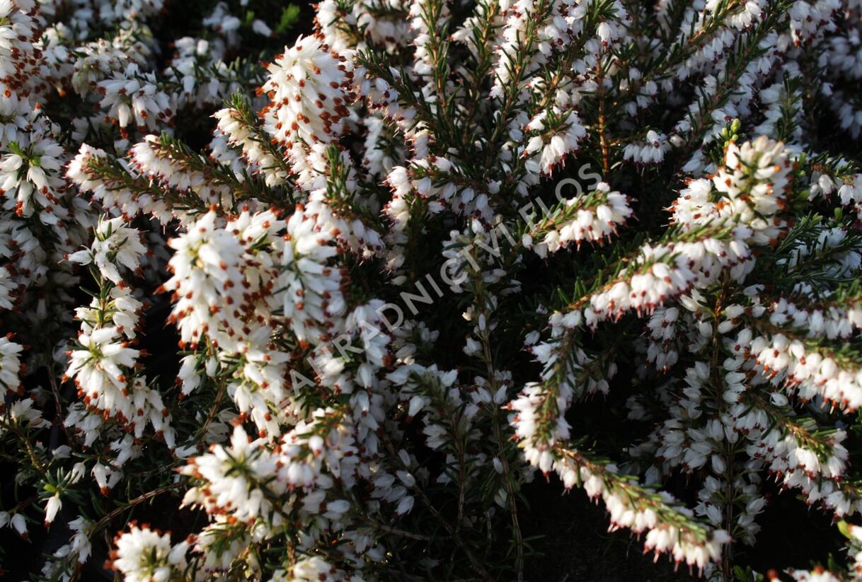 Vřesovec darlejský 'White Perfection' - Erica darleyensis 'White Perfection'