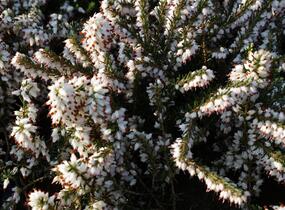 Vřesovec darlejský 'White Perfection' - Erica darleyensis 'White Perfection'