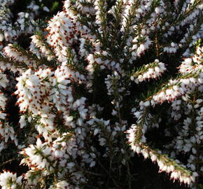 Vřesovec darlejský 'White Perfection' - Erica darleyensis 'White Perfection'