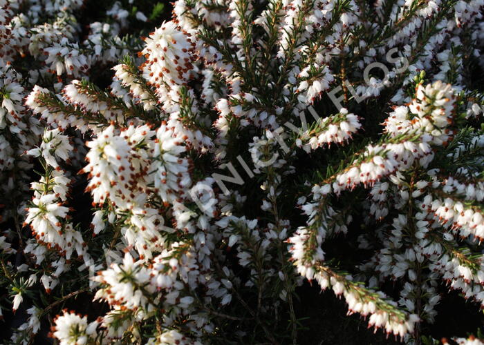 Vřesovec darlejský 'White Perfection' - Erica darleyensis 'White Perfection'