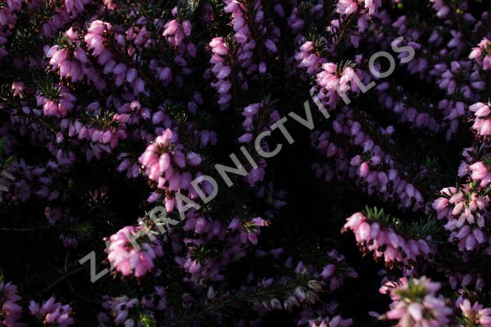 Vřesovec pleťový 'Rosy Gem' - Erica carnea 'Rosy Gem'