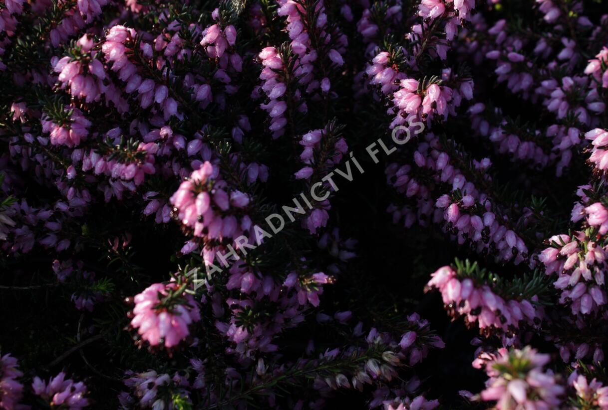 Vřesovec pleťový 'Rosy Gem' - Erica carnea 'Rosy Gem'