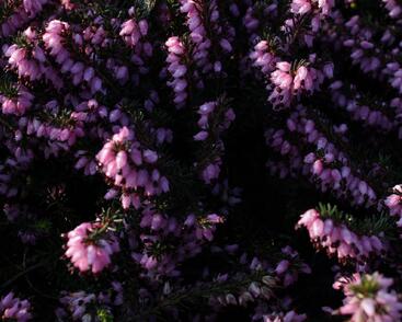 Vřesovec pleťový 'Rosy Gem'