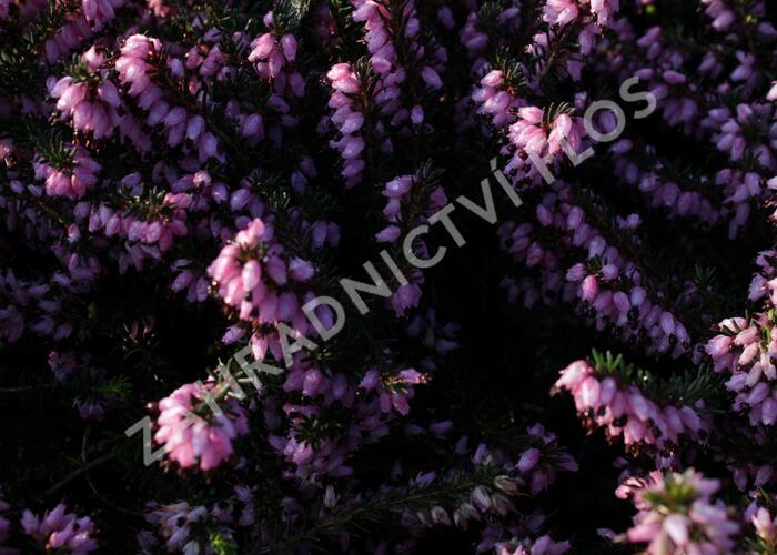 Vřesovec pleťový 'Rosy Gem' - Erica carnea 'Rosy Gem'