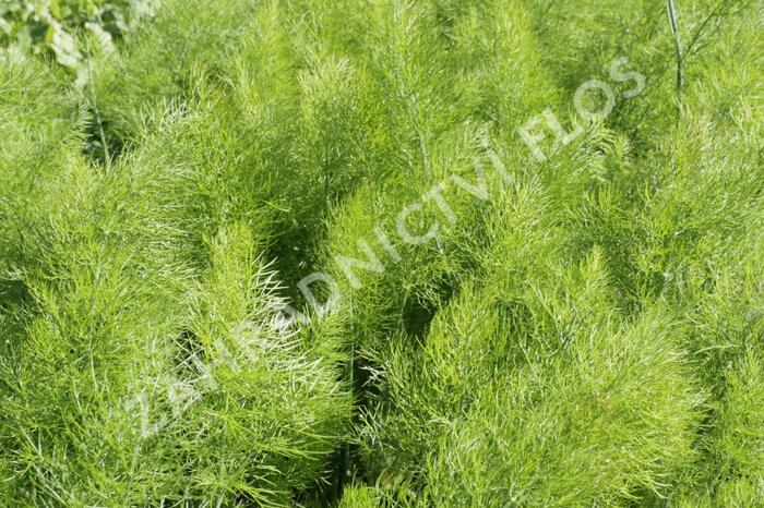 Fenykl obecný 'Greeny' - Foeniculum vulgare 'Greeny'